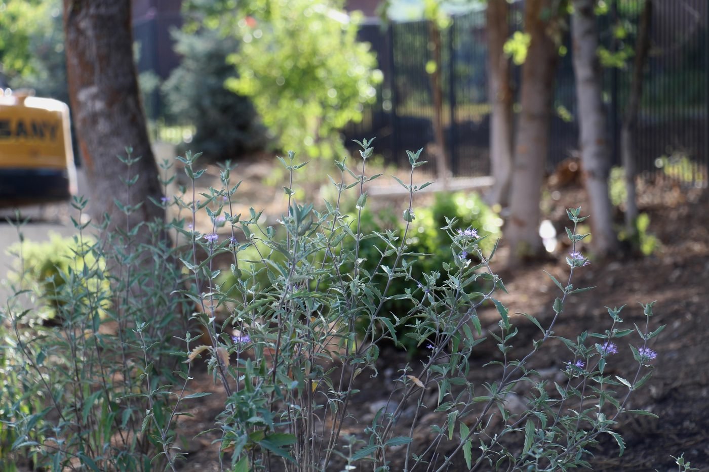 Close-up of blue-flowering caryopteris in a mulched planting bed, with an excavator working behind